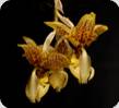 Stanhopea x Assidensis