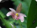 Bulbophyllum trigonosepalum x palawanensis