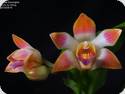 Chysis sedenii (bractescens x limminghei)