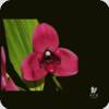 Lycaste Shonan Bright