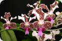 Vanda suavis