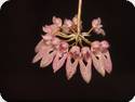 Bulbophyllum dentiferum