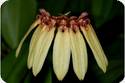 Bulbophyllum longiflorum