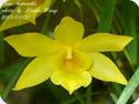 Dendrobium hancockii