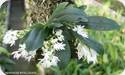 Aerangis hyaloides