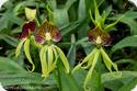 Encyclia cochleata