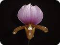 Paph. charlesworthii