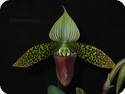 Paph. sukhakulii