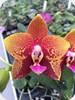 Phal. Zheng Min Anaconda