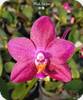 Phal. Ember