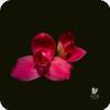 Lycaste Chita Impulse