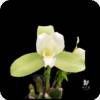 Lycaste Green Apple