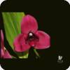 Lycaste Shonan Bright