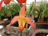 Phragmipedium