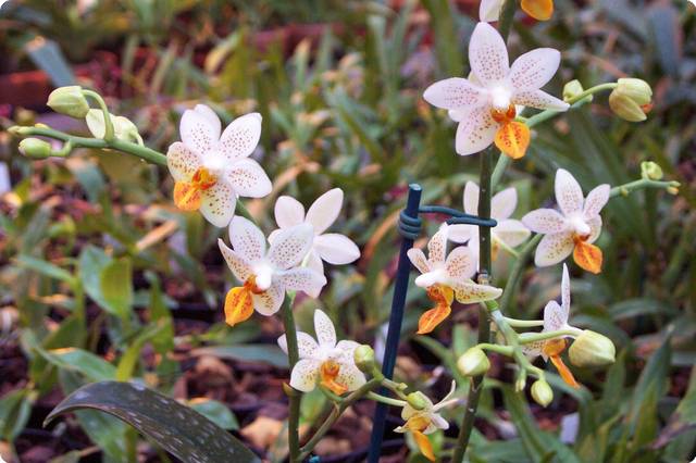 Phalaenopsis Mini Mark - Orchideen der Schwerter Orchideenzucht