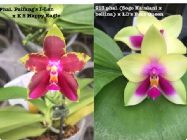 Phal Buena Jewel X Ld S Bear Queen Orchideen Der Schwerter Orchideenzucht