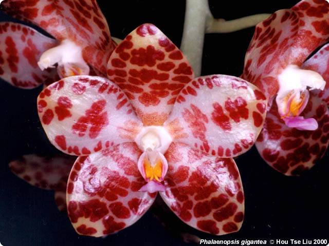 Phalaenopsis Lava Bubbles 2 Hybride New orchidée orchidées