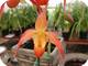 Phragmipedium